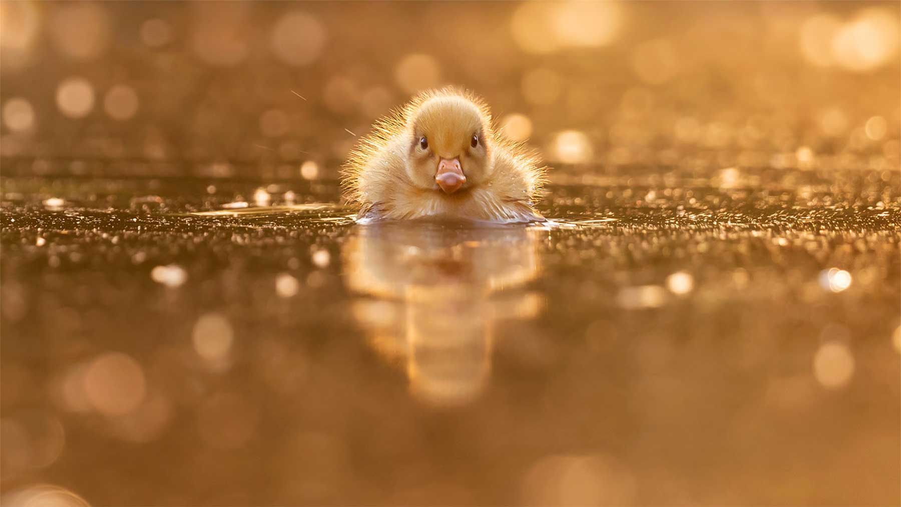 Schöne Tierfotografien von Roeselien Raimond Roeselien-Raimond-tierfotografie 