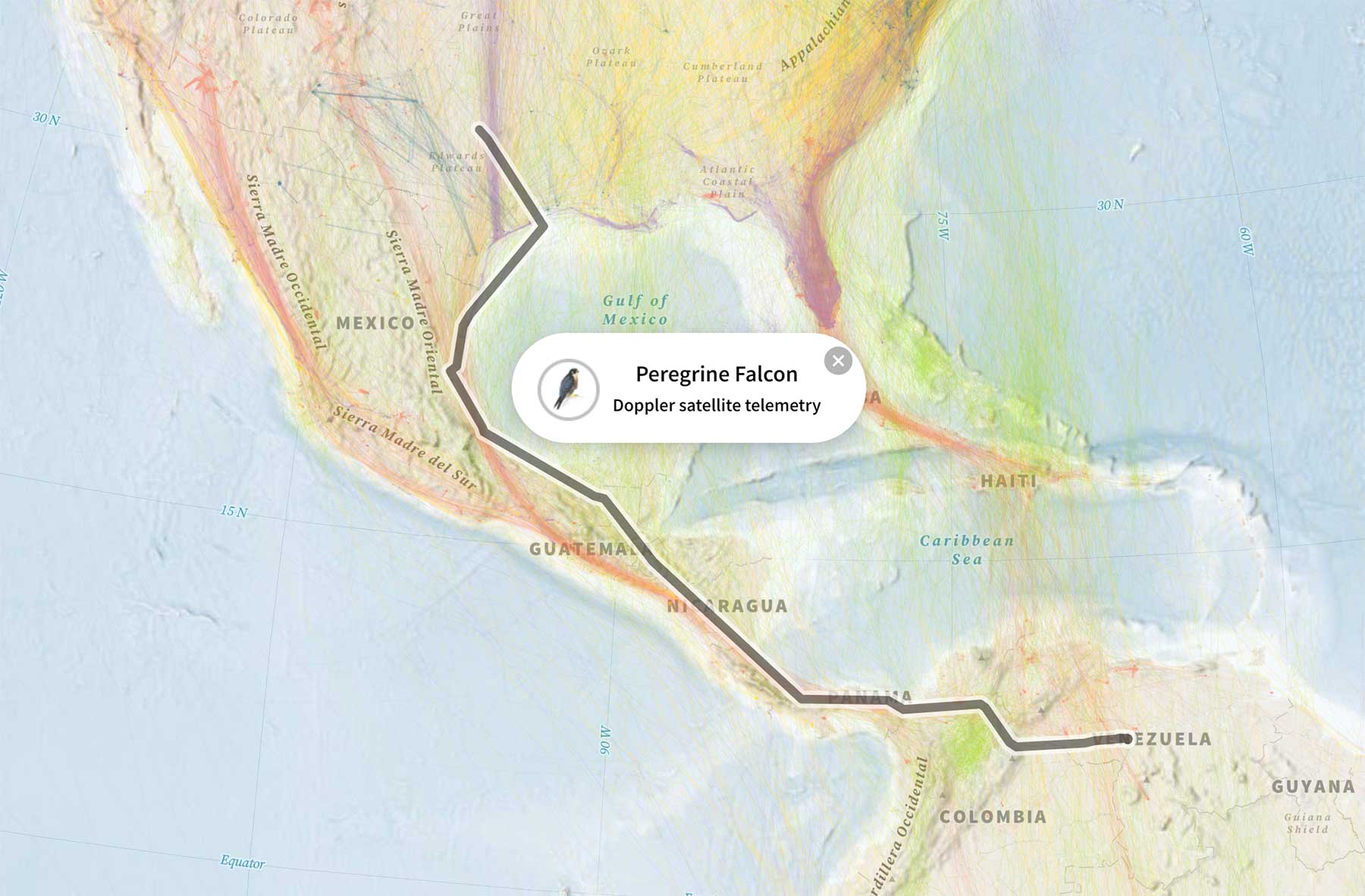 Interaktive Karte zeigt Zugvögel-Migration Bird-Migration-explorer-2 