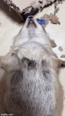 GIFparade LII GIFparade-52_36 