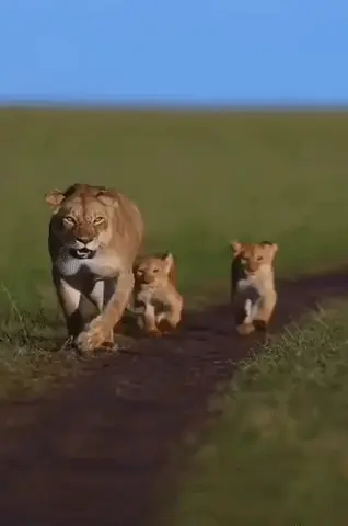 GIFparade LII GIFparade-52_38 