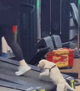 GIFparade LIII GIFparade-53_13 