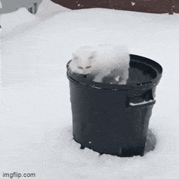 GIFparade LIV GP54_11 