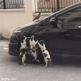 GIFparade LIV GP54_16 