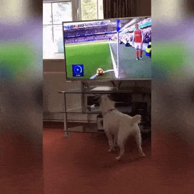 GIFparade LIV GP54_17 