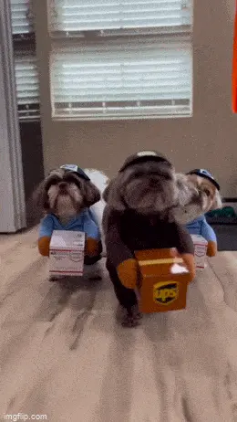 GIFparade LIV GP54_29 