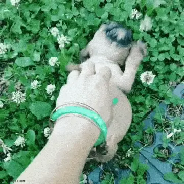 GIFparade LIV GP54_32 