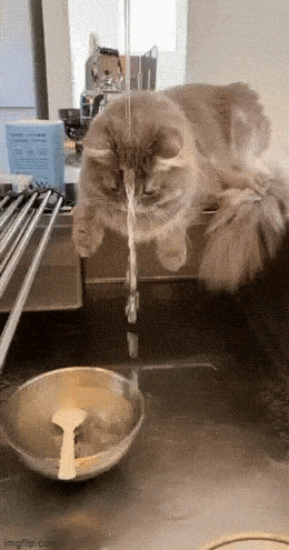 GIFparade LIV GP54_35 