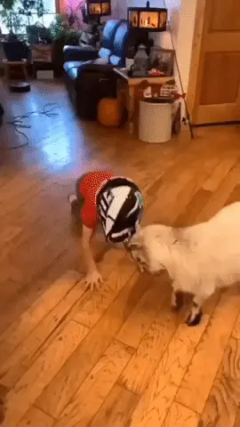 GIFparade LV GP55_15 