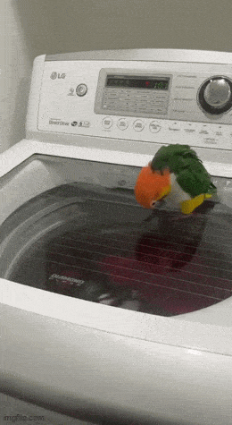 GIFparade LV GP55_16 