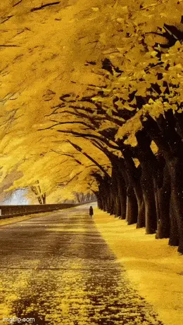 GIFparade LV GP55_20 