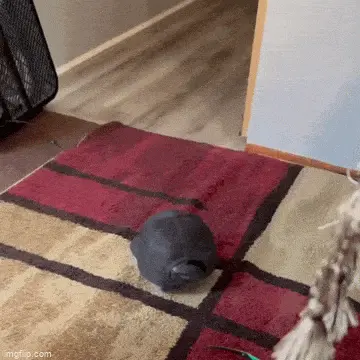 GIFparade LV GP55_22 