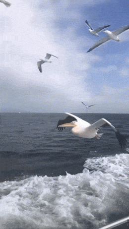 GIFparade LVIII GP-58_16 