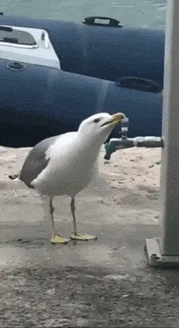 GIFparade LVIII GP-58_25 