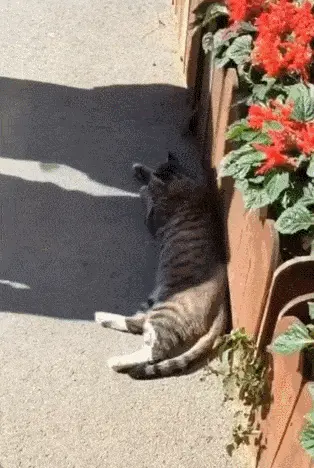 GIFparade LVIII GP-58_31 