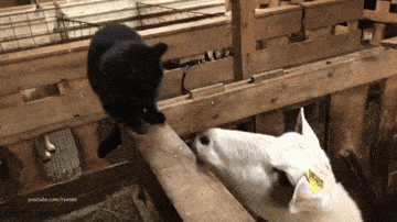 GIFparade LVII GP57_40 