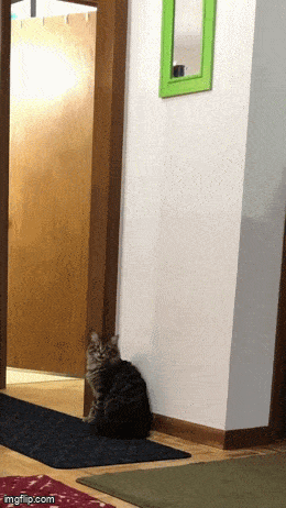 GIFparade LIX GP59_33 