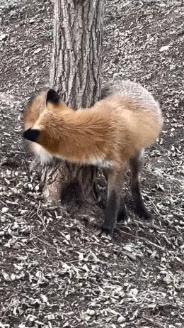 GIFparade LIX GP59_40 