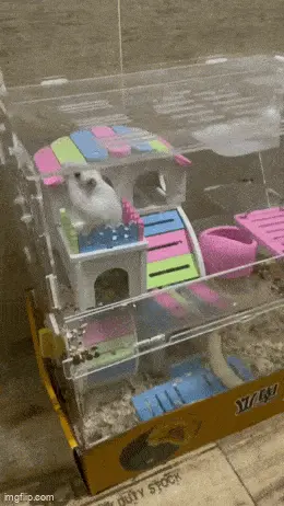 GIFparade LX GP60_15 