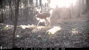 GIFparade LX GP60_16 