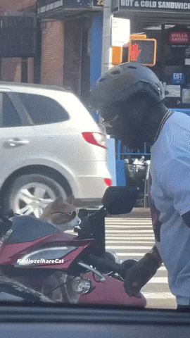 GIFparade LX GP60_30 