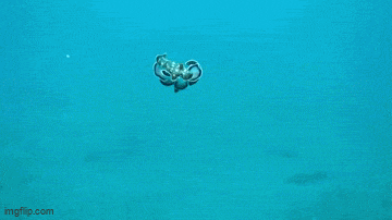 GIFparade LX GP60_33 