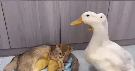 GIFparade LX GP60_35 