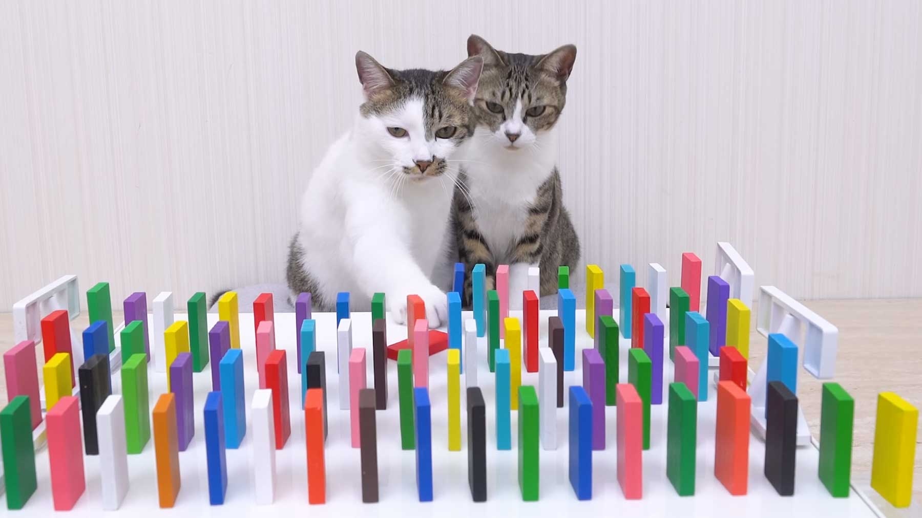 Katzen und Dominosteine 2