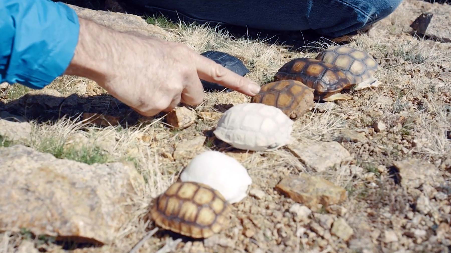 Attrappen & Laser sollten Wüstenschildkröte vor Raben schützen schildkroeten-attrappen-wueste-dokumentation 