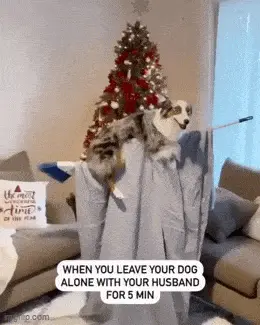 GIFparade LXI GP61_17 