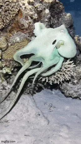 GIFparade LXI GP61_22 