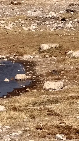 GIFparade LXI GP61_26 