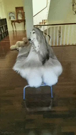 GIFparade LXI GP61_36 