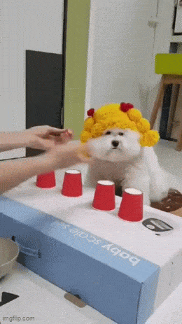 GIFparade LXII GP62_19 