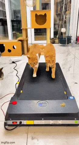 GIFparade LXII GP62_28 