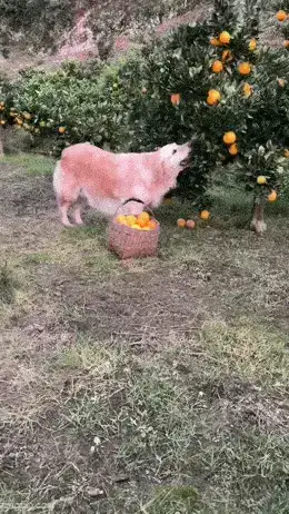 GIFparade LXIII GP63_20 