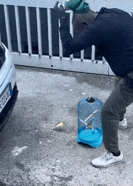 GIFparade LXIII GP63_38 