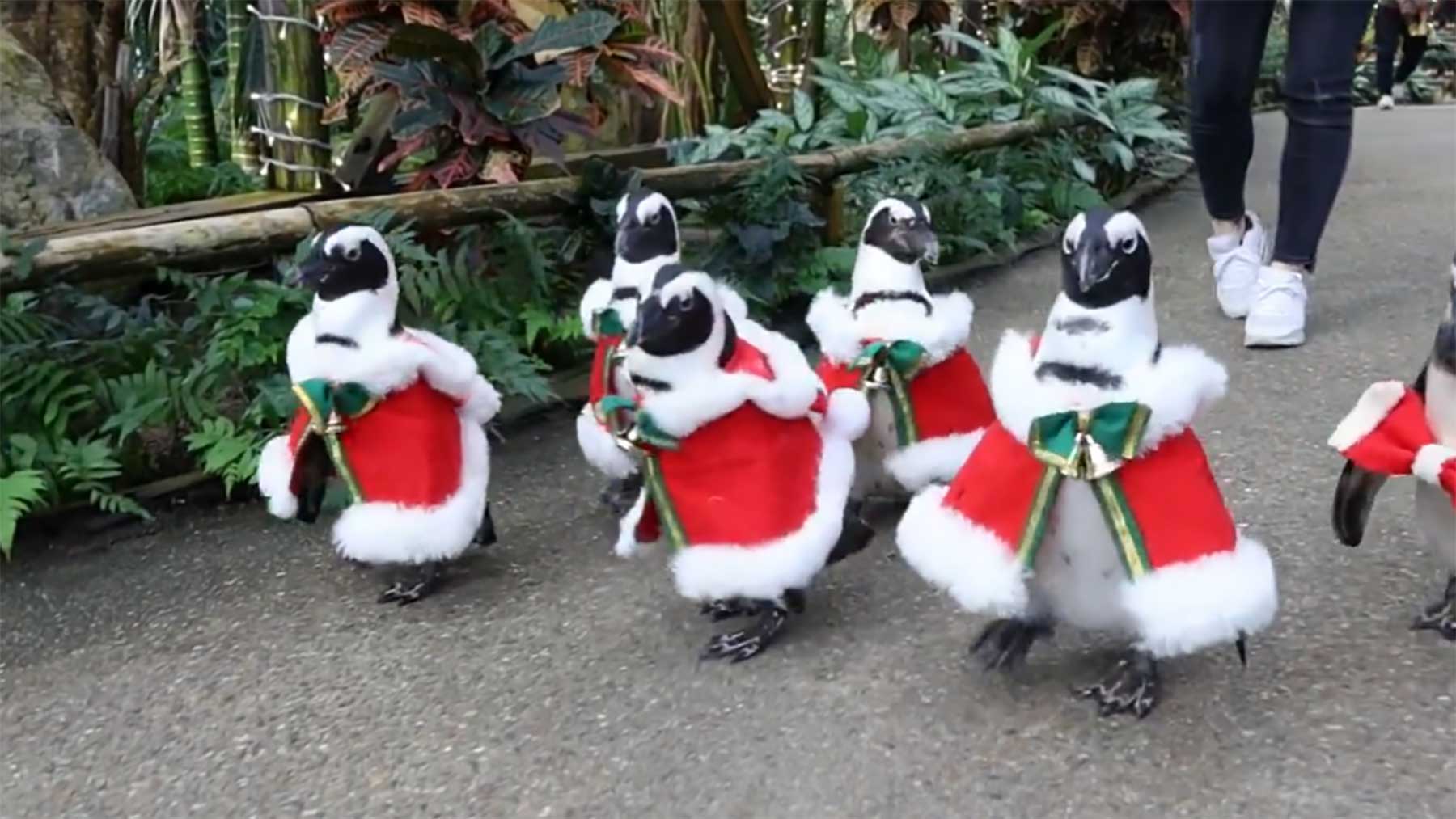 Fluff der Woche (18)