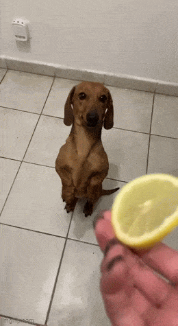 GIFparade LXIX BP69_15 