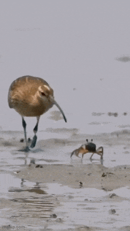 GIFparade LXIX BP69_23 