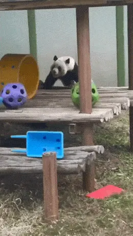 GIFparade LXVI GP66_17 