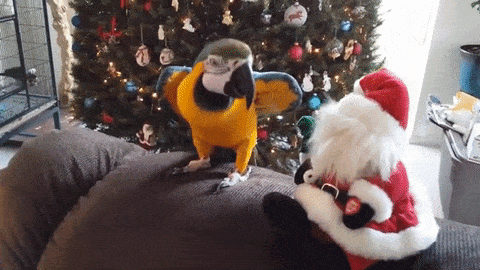 GIFparade LXVI GP66_34 