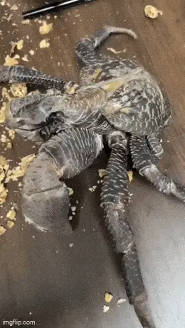 GIFparade LXVI GP66_36 