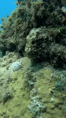 GIFparade LXVI GP66_39 