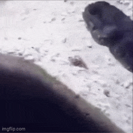 GIFparade LXVIII GP68_14 