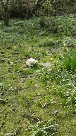 GIFparade LXVIII GP68_20 