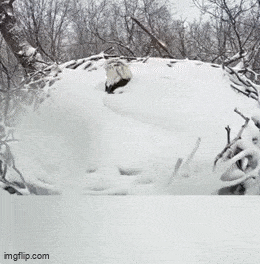 GIFparade LXVIII GP68_35 