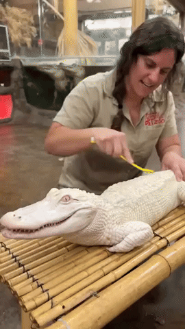 GIFparade LXVIII GP68_40 