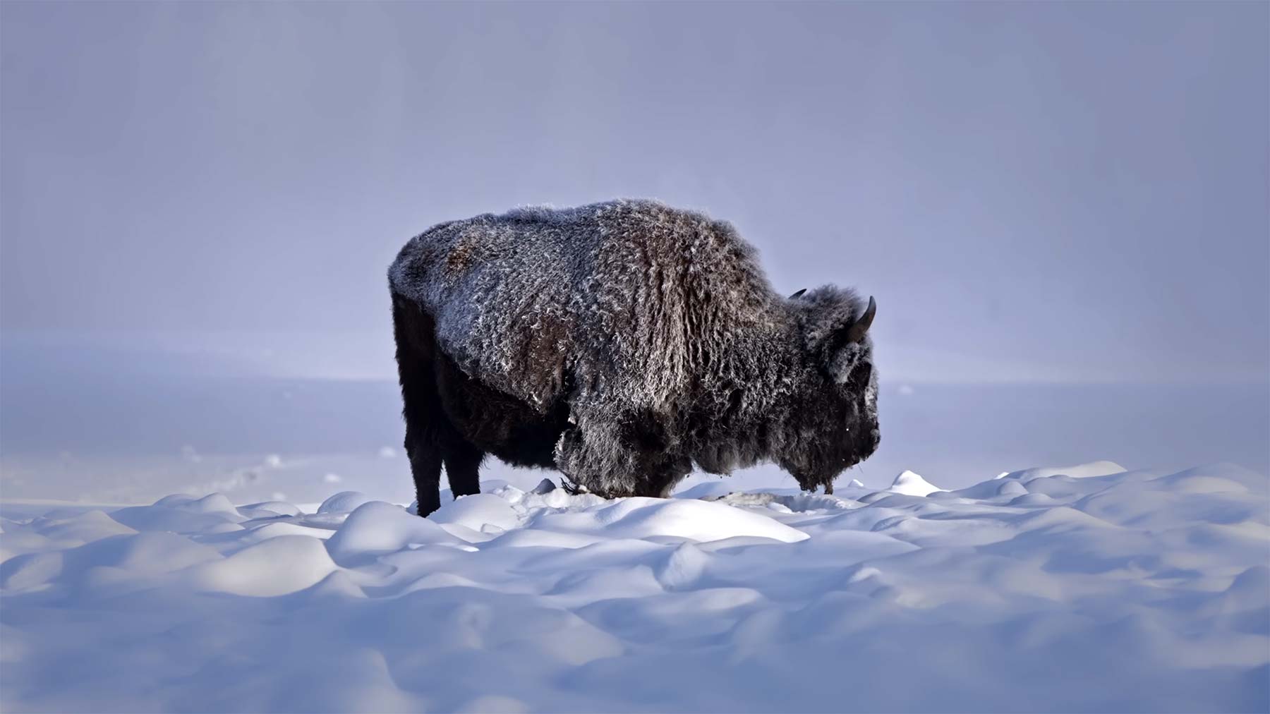 Winter im Yellowstone National Park