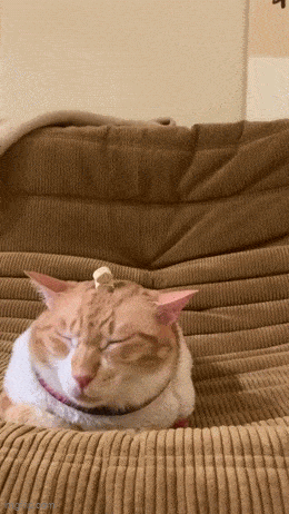 GIFparade LXXI BP71_23 