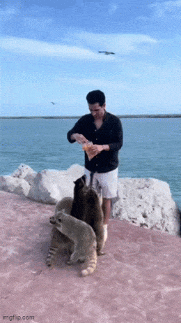 GIFparade LXXI BP71_31 